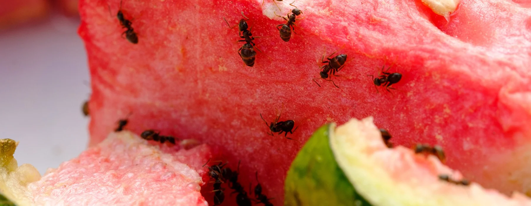 A close up of ants on watermelon