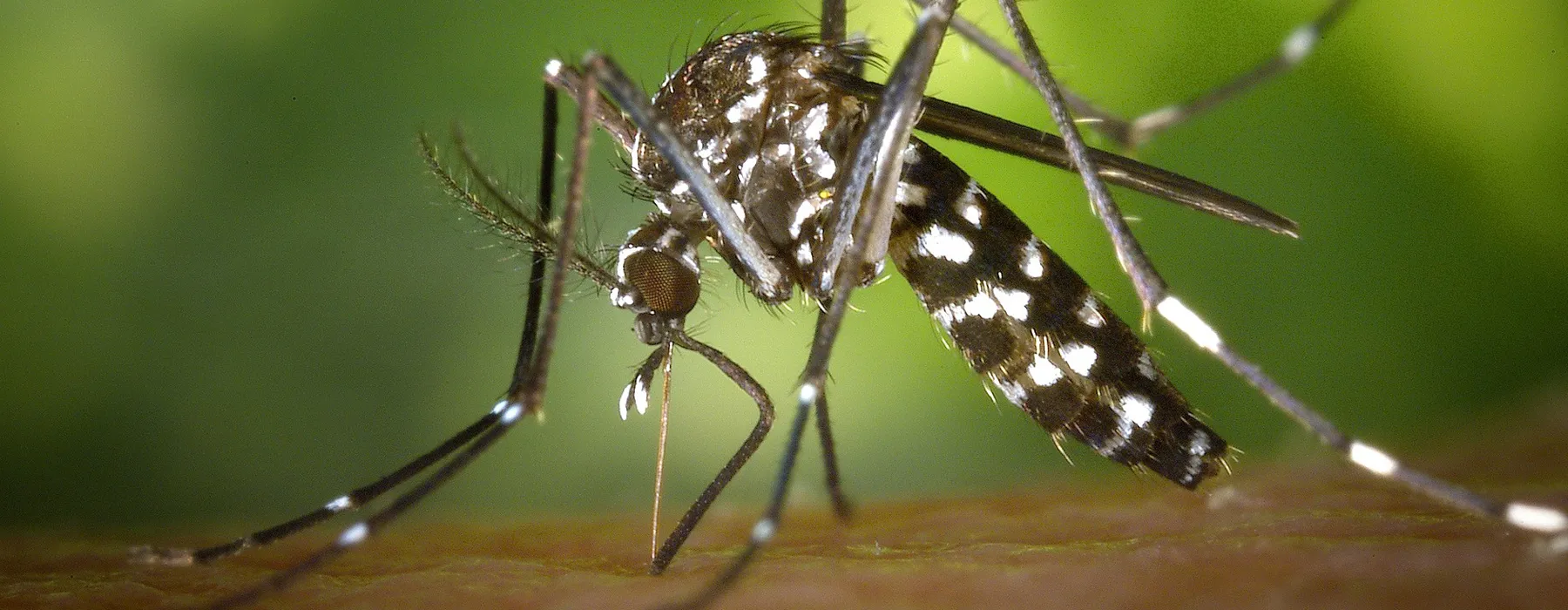 A close up of an insect with water dripping from its body.