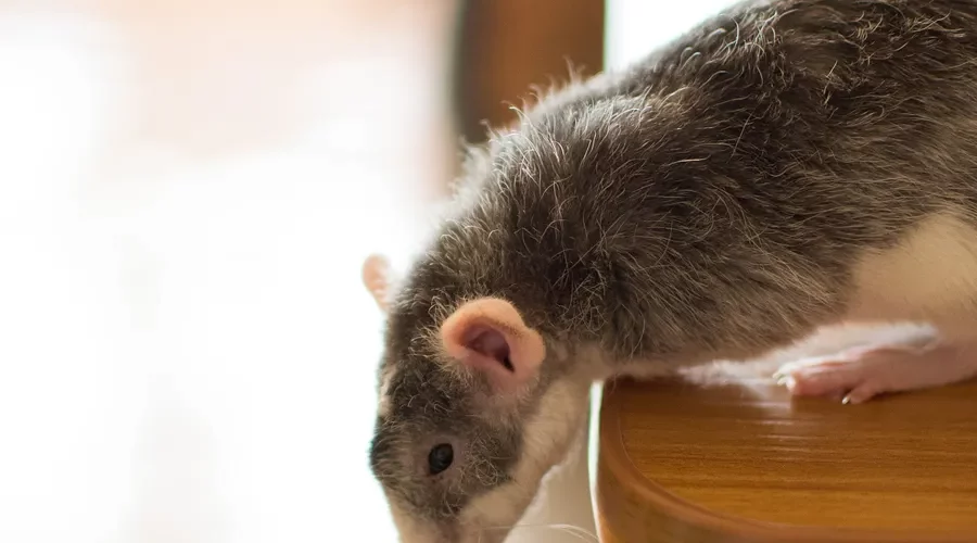 A Curious Rat Peering Over The Edge Of A Wooden Surface, Soon To Be Targeted In An Effort To Get Rid Of Rodents.