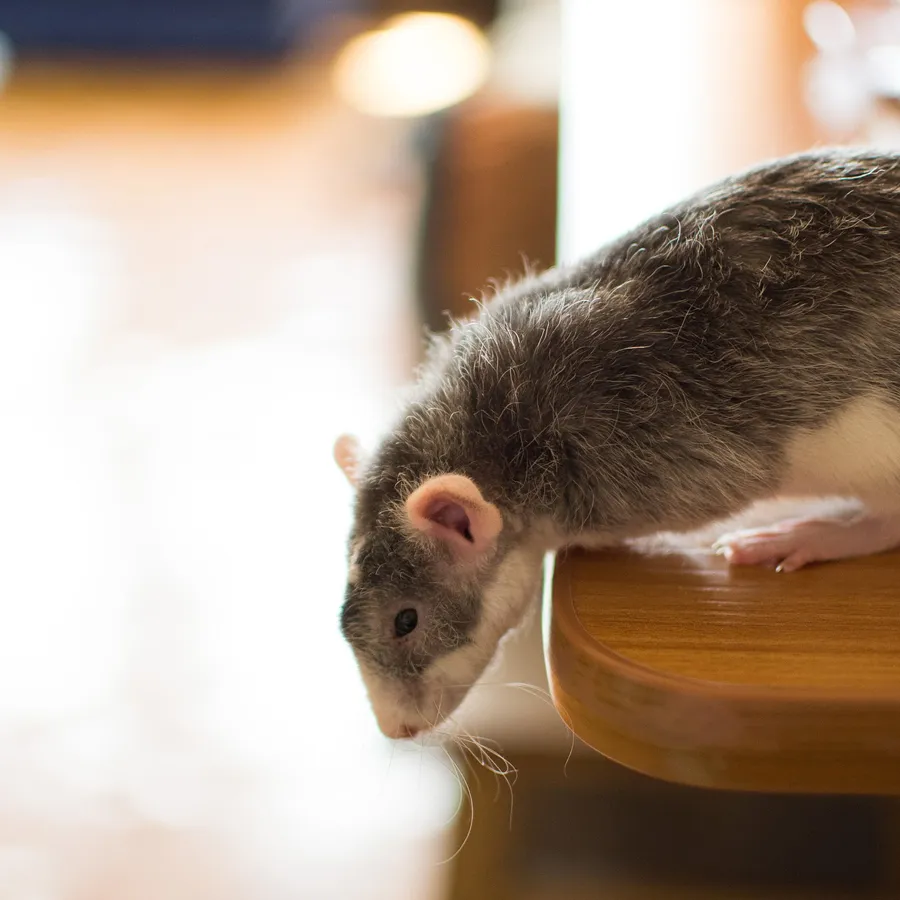 A curious rat peering over the edge of a wooden surface, soon to be targeted in an effort to get rid of rodents.