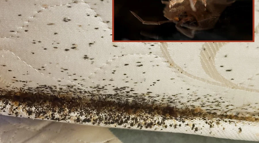 Avoid Getting Bed Bugs With This Close-up Inset Of An Individual Bed Bug On The Seam Of A Mattress, Highlighting An Infestation.