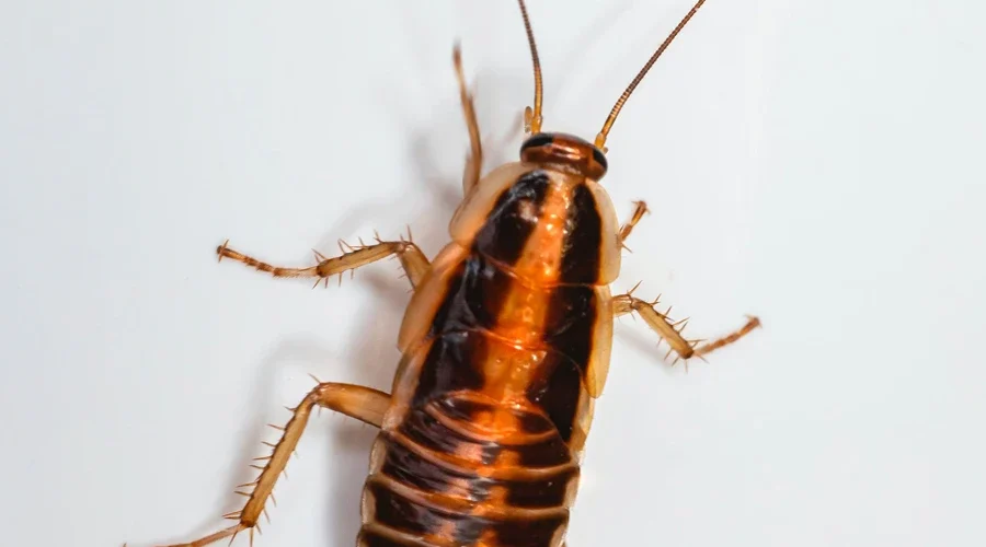 A Cockroach On A White Surface, Braving The Winter.