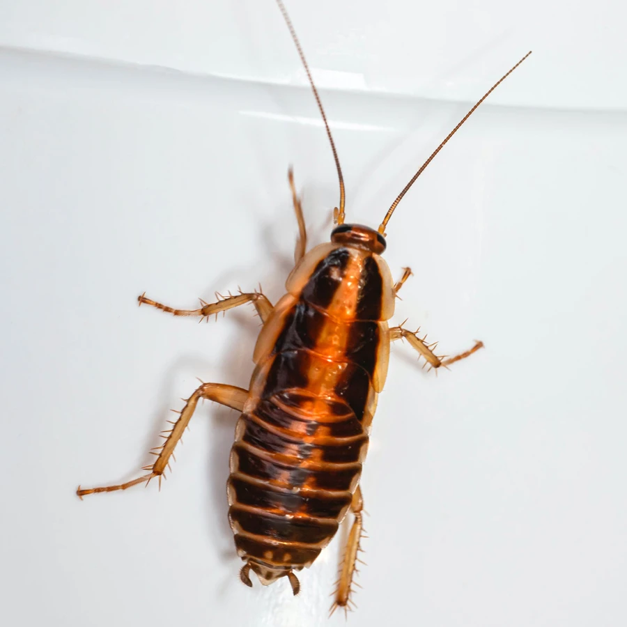 A cockroach on a white surface, braving the winter.